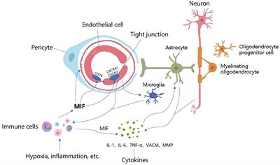 The relevance of serum macrophage migratory inhibitory factor and cognitive dysfunction in patients with cerebral small vascular disease